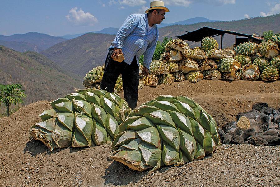 agave mezcal tequila