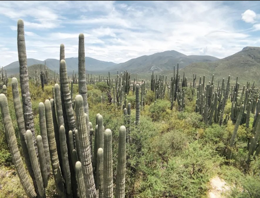 oaxaca cactus1