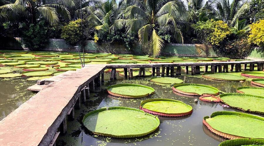 Lotus Leaf pagoda